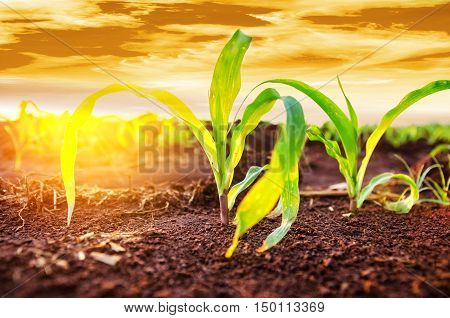 Sapling of corn on framland at sunset time