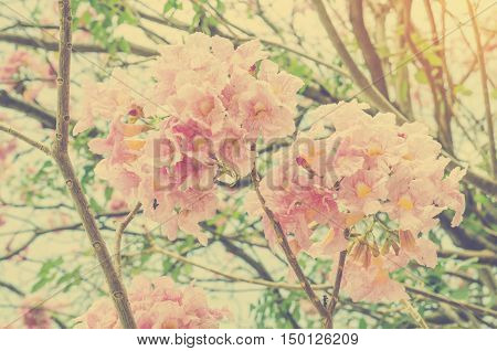 pinkTebebuia (Pink trumpet) tree in park : vintage style