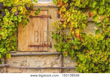 Wooden trapdoor and grape vines - Rustic image in autumnal settings with the wooden trapdoor and the hanging grape vines on the wall of an old german house