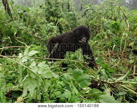 Front view of young mountain gorilla in the wilderness of the forest