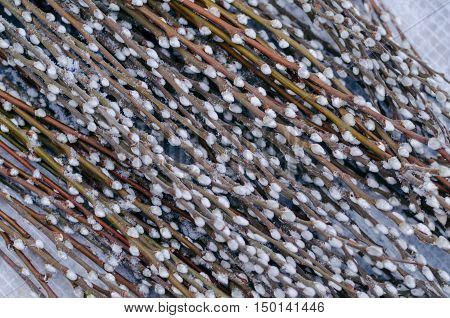 Heap of thin pussy-willow twigs under snow