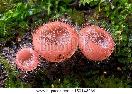 Pink fungicup or Cookeina tricholoma mushroom in the forest with moss.Champagne mushroom in rain forest.Close up.