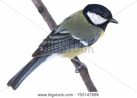 Titmouse