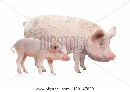 Pig and piglet on a white background