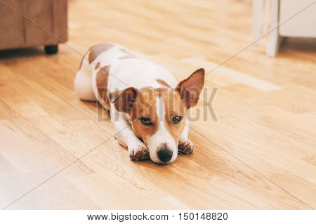 Jack Russell terrier dog sitting and resting at home on the floor and looking sad