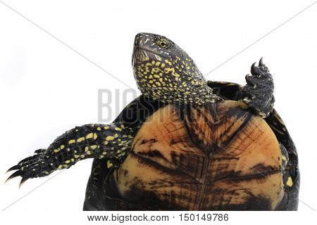 the a turtle standing on hinder legs