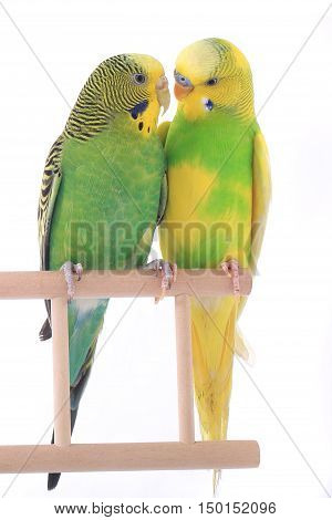 Budgie