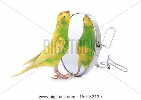 Budgie