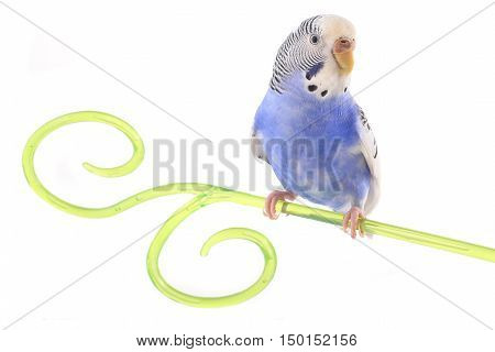 Budgie