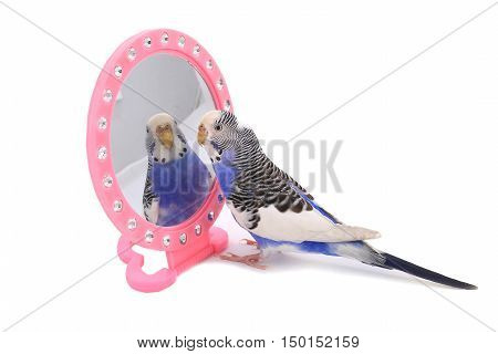 Budgie