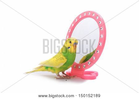 Budgie