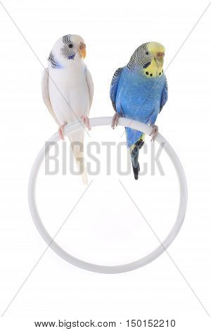 Budgie