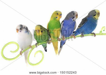 Budgie