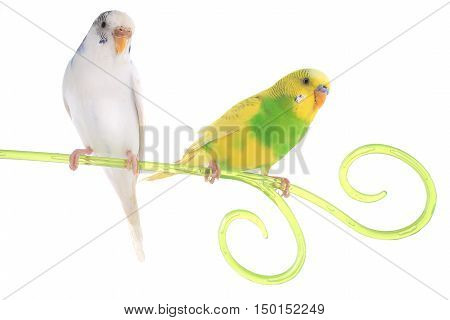 Budgie