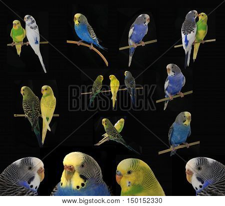 Budgie