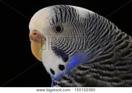 portrait budgerigars australian parakeets isolated on black background