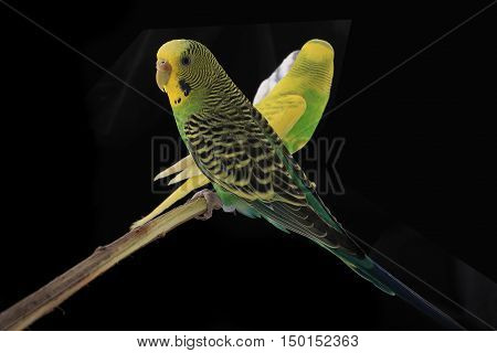 budgerigars australian parakeets isolated on black background