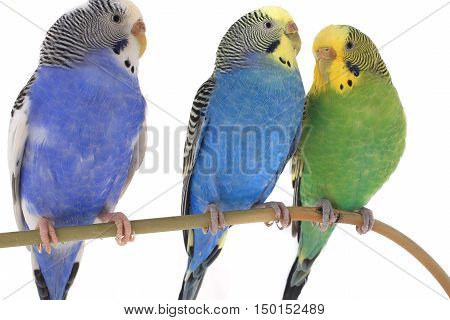 budgerigars australian parakeets isolated on white background