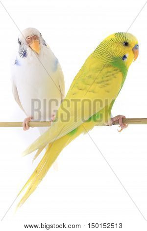 budgerigars australian parakeets isolated on white background