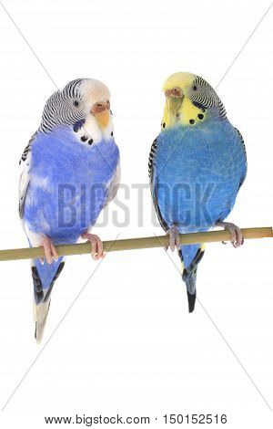budgerigars australian parakeets isolated on white background