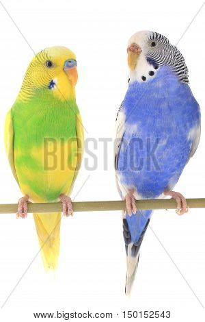 budgerigars australian parakeets isolated on white background