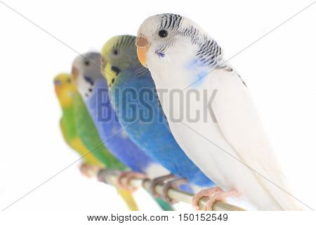 budgerigars australian parakeets isolated on white background