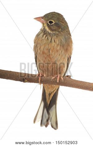 Reed Bunting in winter plumage (Emberiza schoeniclus)