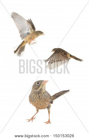 Reed Bunting in winter plumage (Emberiza schoeniclus)