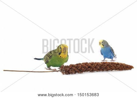 parrots eat a forage for birds isolated on white background