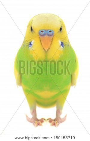 a portrait budgerigars isolated on white background