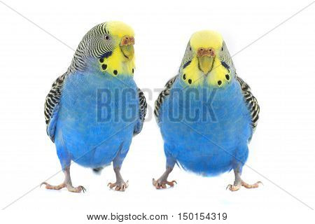 two a budgerigars isolated on white background