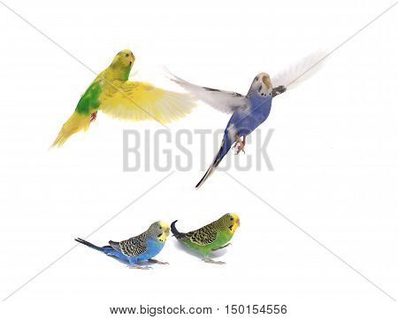 take-off of a parrot on a white background
