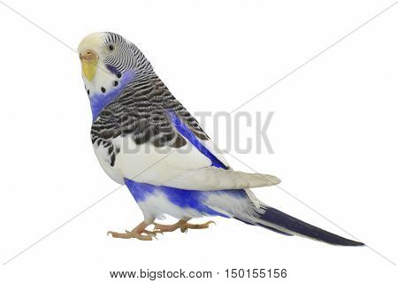 a blue budgie isolated on white background