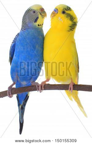 two a budgerigars isolated on white background
