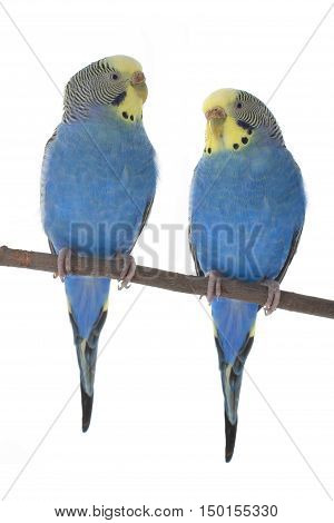 the a budgerigars isolated on white background