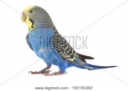 the a budgerigars isolated on white background. studio