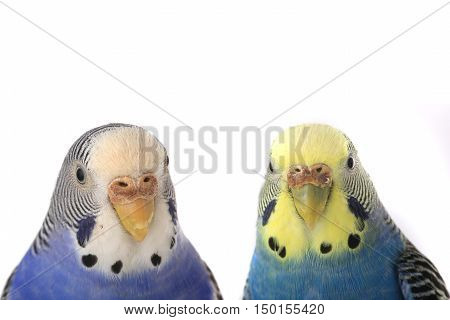 two budgerigars isolated on white background, studio