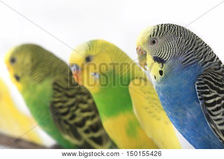 the a budgerigars isolated on white background. studio