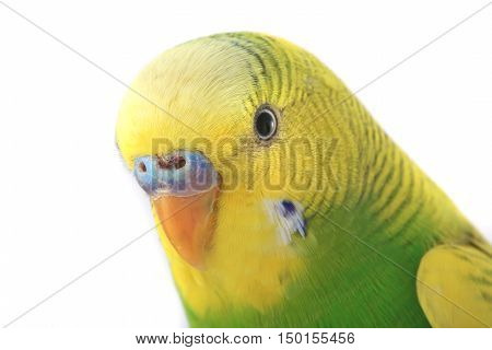 the portrait budgerigars isolated on white background