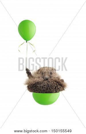 isolated hedgehog flying by balloons on a white background