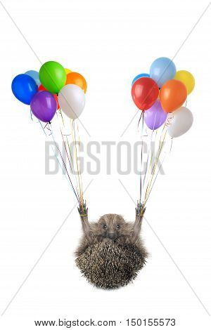isolated hedgehog flying by balloons on a white background