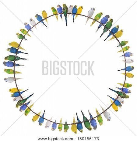 budgerigars australian parakeets isolated on white background