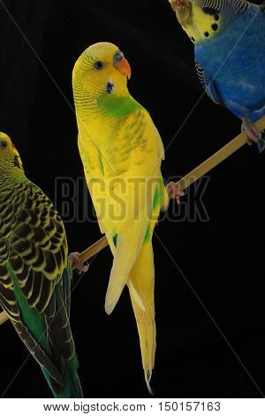 budgerigars australian parakeets isolated on black background