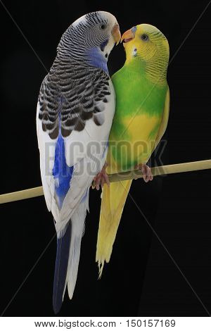 budgerigars australian parakeets isolated on black background