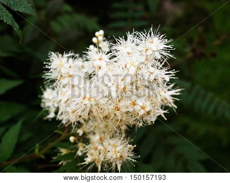 green Bush branch with white blossoms on it grows