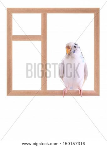 budgie sitting in a window isolated on white background