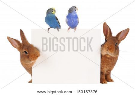 Rabbit and budgie with with a white background for text drawing