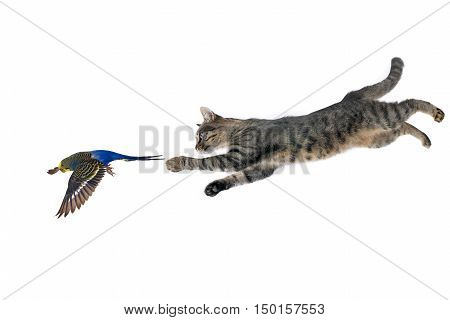 cat in jump for a parrot on a white background