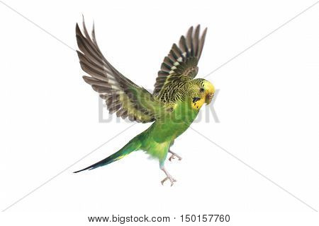 take-off of a parrot on a white background
