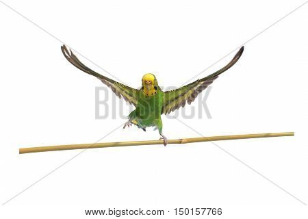 take-off of a parrot on a white background